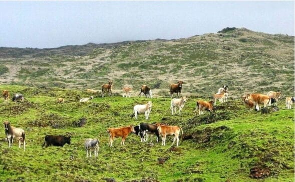 Em 1871, cinco vacas foram deixadas na isolada Ilha de Amsterdã, um território francês perdido no sul do Oceano Índico.