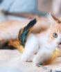 Vira-latas dominam ranking dos gatos mais populares do Brasil, revela estudo