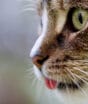 Veterinários fazem alerta urgente sobre 4 produtos comuns em casa que ameaçam a vida dos gatos; veja quais