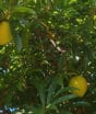 Fruta pouco conhecida tem textura que lembra pudim caseiro e surpreende quem experimenta