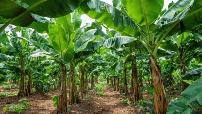 Imagem de Tronco de bananeira