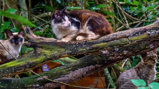 Gatos abandonados em ilha localizada no Rio de Janeiro