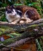 Ilha carioca tem 700 gatos abandonados e vira ameaça fatal para golfinhos
