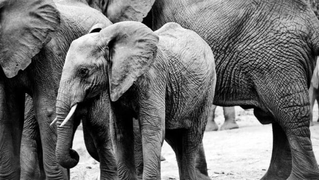 Imagem do dia: animal símbolo de rival da Alemanha encanta o mundo antes de partida da Copa