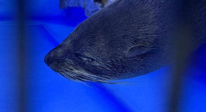 Lobo-marinho de 16 kg é resgatado em praia do Guarujá e passa por reabilitação