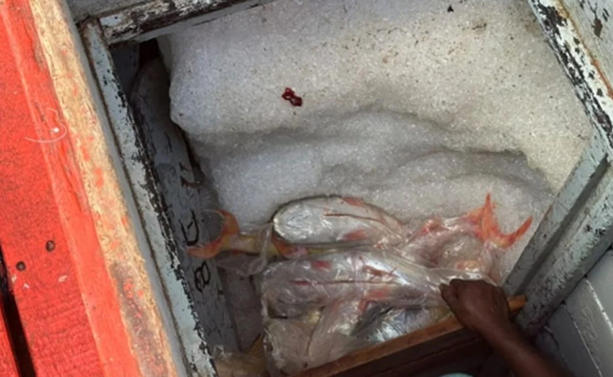 Pescado, composto principalmente pela espécie dourada, um dos peixes mais valorizados comercialmente na região Norte do país