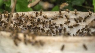 Projeto apoiado pela controladora do Google pretende reduzir mosquitos transmissores de doenças usando uma bactéria natural (Foto: Freepik)