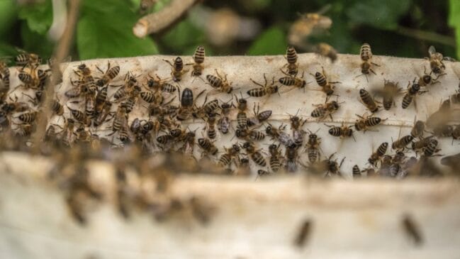 Projeto apoiado pela controladora do Google pretende reduzir mosquitos transmissores de doenças usando uma bactéria natural (Foto: Freepik)
