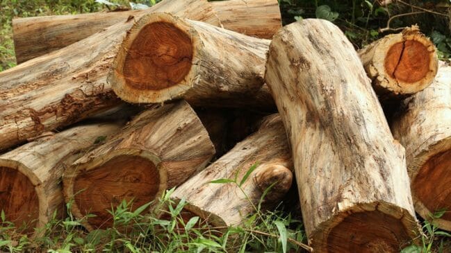Perfumaria global disputa árvore da Amazônia que você já cheirou sem saber
