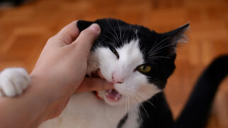 Gato mordendo