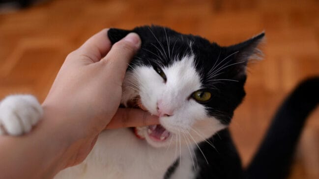 Gato mordendo