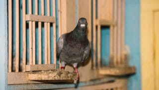 Experimentos com pombos-correio indicam que o sistema de navegação das aves pode depender de sensores magnéticos localizados em um órgão inesperado (Foto: Freepik)