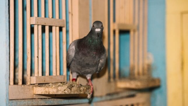 Experimentos com pombos-correio indicam que o sistema de navegação das aves pode depender de sensores magnéticos localizados em um órgão inesperado (Foto: Freepik)
