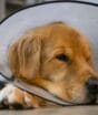O que realmente muda no comportamento de cães e gatos após a castração; descubra