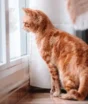 Rojões na Copa do Mundo podem transformar a festa em sofrimento para cães e gatos; veja como proteger seu pet