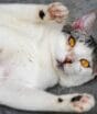 Saúde animal ganha reforço com mutirão de castração gratuita de cães e gatos em Praia Grande
