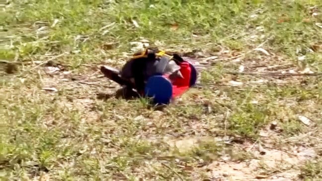 Tartaruga Moses de cadeira de rodas