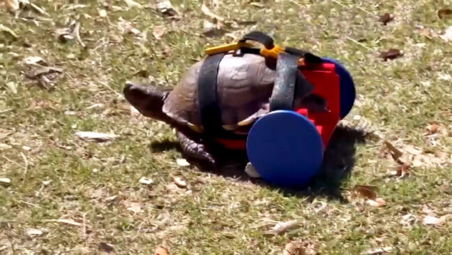 Tartaruga Moses de cadeira de rodas