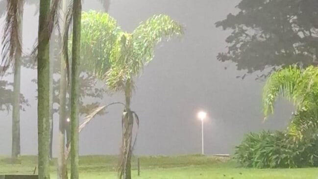 A imagem mostra a neblina entre as árvores da Praia