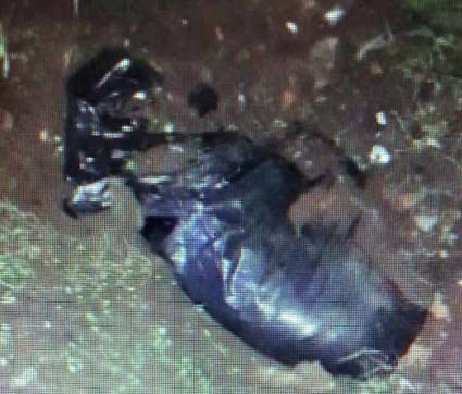 O cão foi encontrado enterrado no quintal da casa, em Vicente de Carvalho