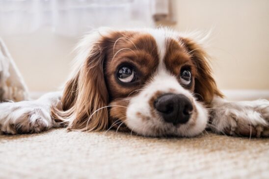 Cachorro tem atitude atípica quando algo incomoda