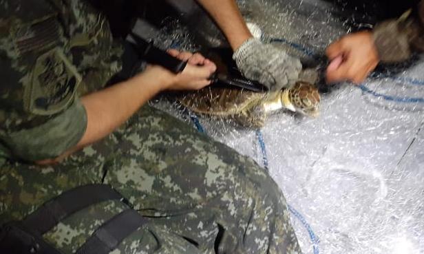 Santos lança cartilha para alertar sobre captura acidental de espécies marinhas