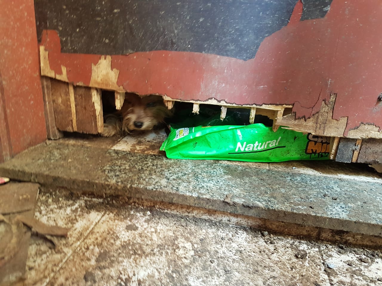 Vinte e cinco cães em condições de maus-tratos foram resgatados em Peruíbe (Divulgação/Polícia Civil)