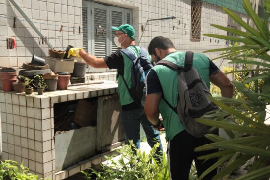 O Aedes transmite dengue, chikungunya, zika vírus e febre amarela urbana