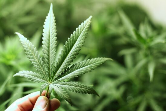Em coerência com o elevado apoio à maconha medicinal, 2 de 3 brasileiros (67%) defendem autorizar o plantio de cânabis para produzir remédios no Brasil