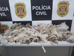 As investigações permanecem para identificação dos responsáveis pelo tráfico na Cidade
