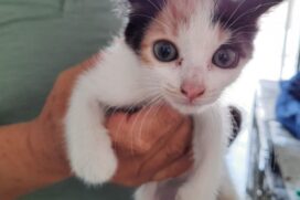 Segundo a Petz, brasileiros preferem adotar gatos a cães