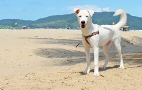 Câmara aprovou que cães possam usufruir da faixa de areia de Santos