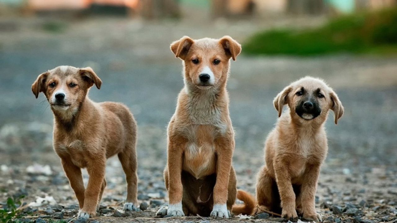 Governo sanciona lei que proíbe eutanásia em animais de zoonoses