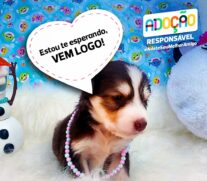 Estarão no local cerca de 40 filhotes de cães e gatos, sendo machos e fêmeas