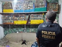 Foram aprendidos aparelhos de telefonia móvel dos investigados, 18 pássaros silvestres sem identificação ou documentação do IBAMA e 44 gaiolas