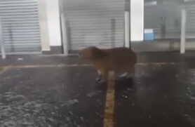 Capivara é flagrada passeando pelo centro de Guarujá na noite desta segunda-feira (18)