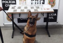 Com orientação de um agente, a K-9 Ágatha utilizou a técnica de faro e localizou 92 cigarros de uma substância esverdeada, supostamente maconha, 11 frascos plásticos, supostamente contendo lança perfume, R$ 20 em espécie e mais um papel com anotações de c