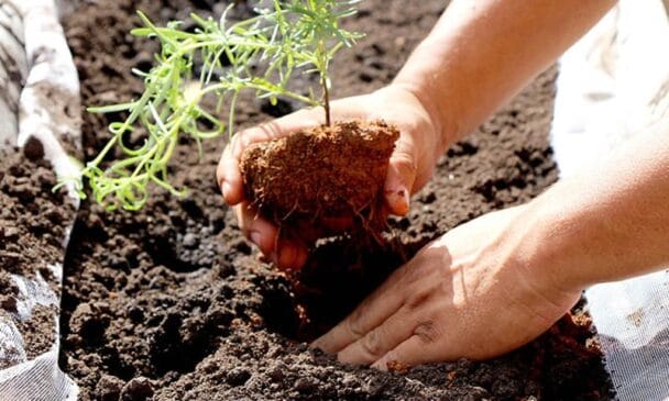 Ação em Itanhaém vai plantar e nutrir árvores nativas neste sábado (6)