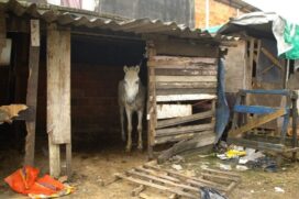 No comércio irregular no bairro México 70, os agentes encontraram cavalos em situação irregular e higiene precária