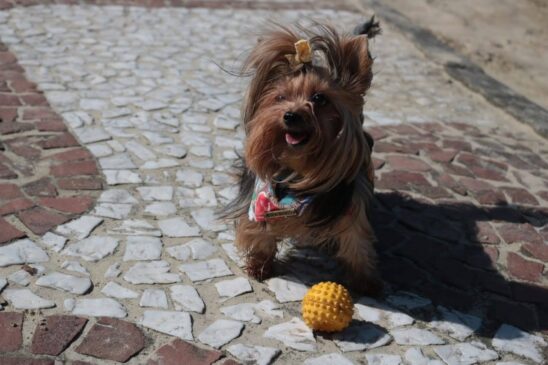No País, Rio de Janeiro e Natal já permitem a circulação de cães na praia