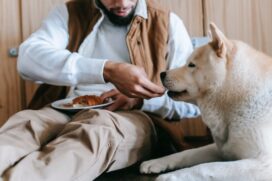 Para pais e mães de pets esta ocasião é de extrema importância, pois muitos ingredientes e alimentos servidos na ceia de Natal não podem ser consumidos por animais de estimação