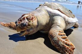 Tartaruga de quase 100 kg é encontrada sem vida em Praia Grande