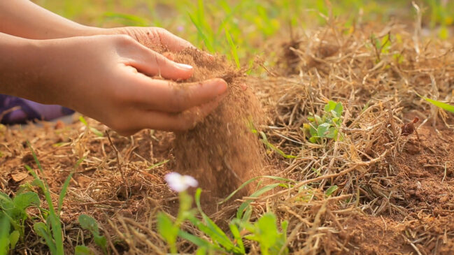 Os trabalhos da ONG envolvem a formação de professores e também o plantio das miniflorestas pelos realizado pela comunidade escolar