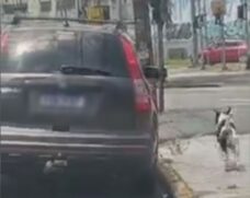 Fake news de cachorro abandonado em São Vicente quase acaba em tragédia