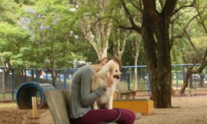 Cachorros e gatos sofrem durante queima de fogos de artifício durante festividades
