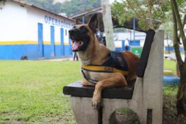 Guarda Civil Municipal de Santos receberá mais três cães