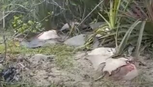 Dezenas de raias e três tubarões são encontrados mortos em praia de Peruíbe