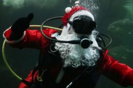 Papai e Mamãe Noel mergulham no Aquário de Santos nesta sexta-feira