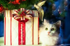 Antes de adquirir um gato ou cão, deve-se realizar uma análise prévia a fim de identificar as características e o perfil deles