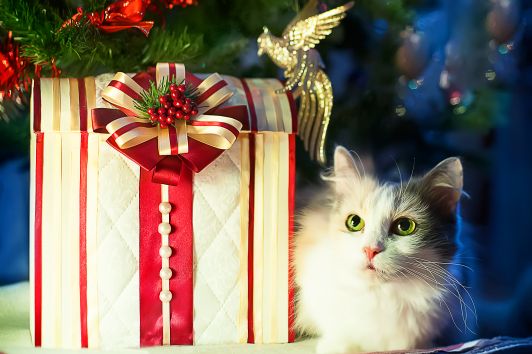 Antes de adquirir um gato ou cão, deve-se realizar uma análise prévia a fim de identificar as características e o perfil deles